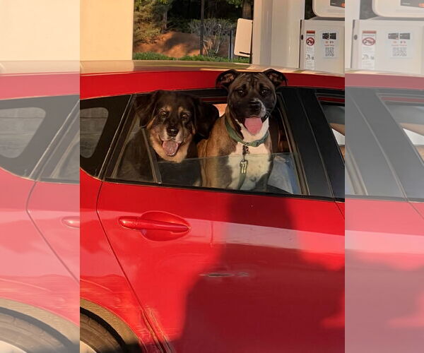 Medium Photo #32 Boxer-Unknown Mix Puppy For Sale in Holly Springs, NC, USA