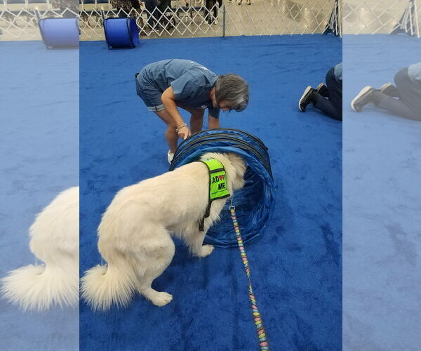 Medium Photo #22 Great Pyrenees-Unknown Mix Puppy For Sale in Houston, TX, USA