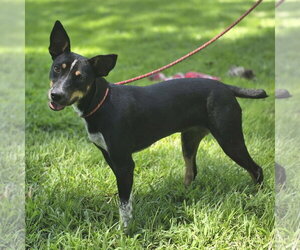 DAISEY - Female Rat Terrier Dog for Adoption - Photo #2