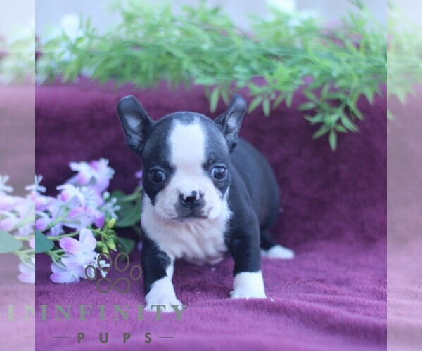 Medium Photo #5 Boston Terrier Puppy For Sale in PORT ROYAL, PA, USA