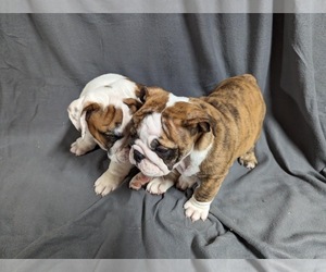 Bulldog Dogs for adoption in VIRGINIA BCH, VA, USA