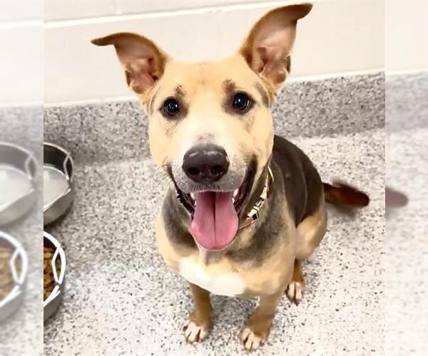 Medium Photo #2 German Shepherd Dog-Unknown Mix Puppy For Sale in Houston, TX, USA