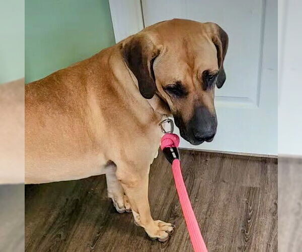 Medium Photo #10 Fila Brasileiro Puppy For Sale in Jasper, AL, USA
