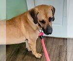 Small #9 Fila Brasileiro