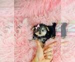 Small #6 Morkie