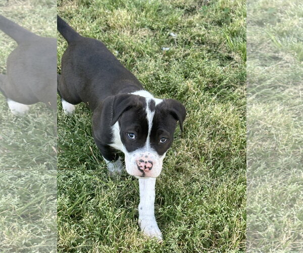 Medium Photo #3 American Pit Bull Terrier-Labrador Retriever Mix Puppy For Sale in Holly Springs, NC, USA