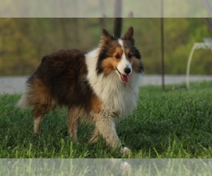 Father of the Shetland Sheepdog puppies born on 04/03/2022