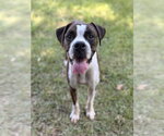 Small Boxer