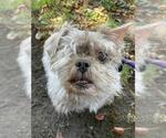 Small Shih Tzu Mix