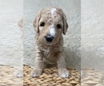 Small Photo #29 Double Doodle Puppy For Sale in PIERSON, FL, USA