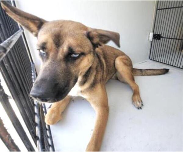 Medium Photo #2 German Shepherd Dog-Unknown Mix Puppy For Sale in Houston, TX, USA