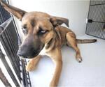 Small #1 German Shepherd Dog Mix