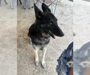 German Shepherd Dog Dogs for adoption in San Antonio, TX, USA