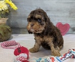 Puppy 2 Cockapoo-Poodle (Miniature) Mix