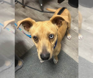 Mutt Dogs for adoption in Stanhope, NJ, USA
