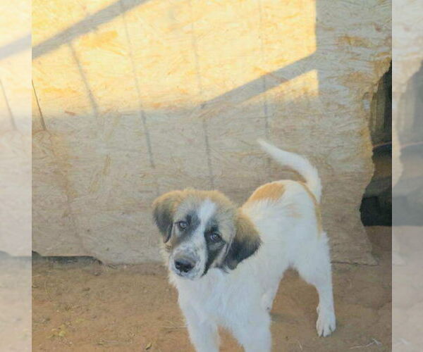 Medium Photo #2 Anatolian Shepherd-Great Pyrenees Mix Puppy For Sale in Grafton, WI, USA