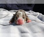Small Photo #4 English Bulldog Puppy For Sale in LONG BOAT KEY, FL, USA