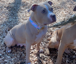 Small Photo #1 American Pit Bull Terrier Puppy For Sale in GVILLE, SC, USA