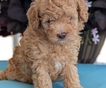 Small #8 Poodle (Toy)
