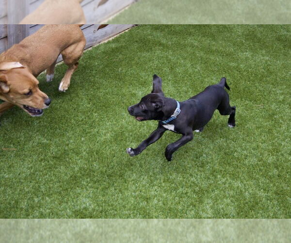 Medium Photo #2 Mutt Puppy For Sale in Candler, NC, USA