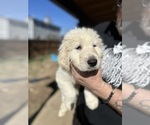 Puppy Puppy 4 Anatolian Shepherd-Great Pyrenees Mix