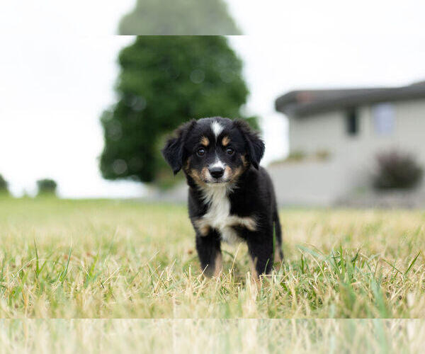 Medium Photo #8 Miniature Australian Shepherd Puppy For Sale in WARSAW, IN, USA