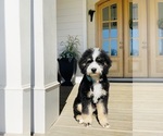 Small #6 Bernedoodle-Bernese Mountain Dog Mix