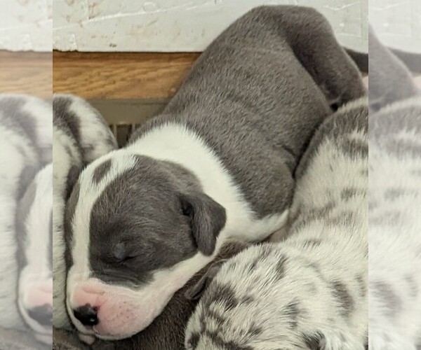 Medium Photo #1 Great Dane Puppy For Sale in CLEARFIELD, UT, USA