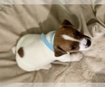 Small Photo #2 Jack Russell Terrier Puppy For Sale in FORT PIERCE, FL, USA