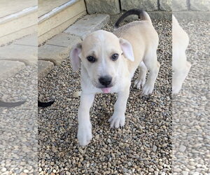 Shepherd - Male Australian Shepherd-Unknown Mix Dog for Adoption - Photo #2