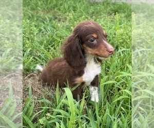 Dachshund Puppy for sale in IPSWICH, MA, USA