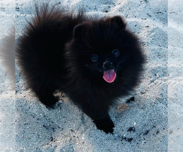 Medium Photo #3 Pomeranian Puppy For Sale in SUNNY ISL BCH, FL, USA