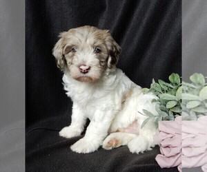 Labradoodle Puppy for sale in FREDERICKSBURG, OH, USA