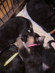 Small Photo #4 German Shepherd Dog Puppy For Sale in MYRTLE CREEK, OR, USA