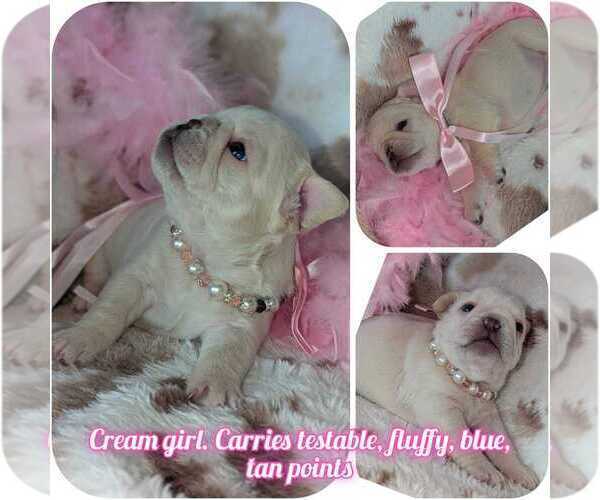 Medium Photo #1 French Bulldog Puppy For Sale in CONROE, TX, USA