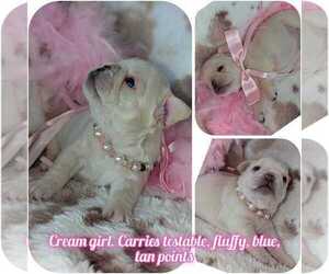 French Bulldog Litter for sale in CONROE, TX, USA