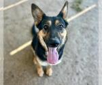Small #1 German Shepherd Dog