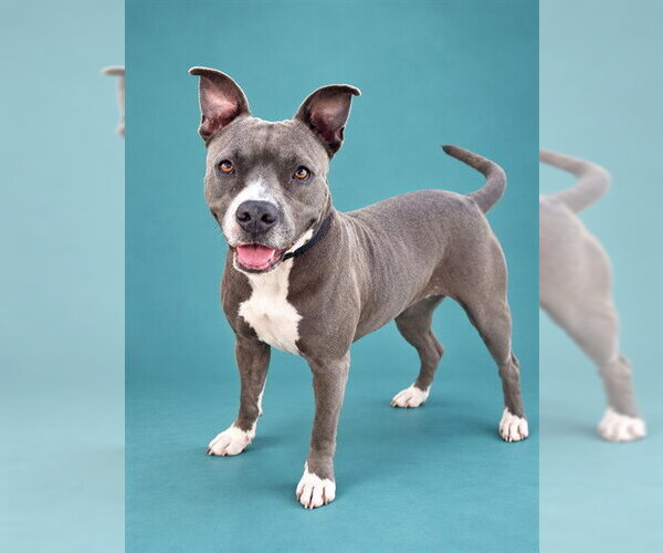 Medium Photo #1 Mutt Puppy For Sale in Pearland, TX, USA