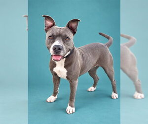 Mutt Dogs for adoption in Pearland, TX, USA