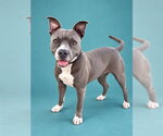 RIVER - Female Mutt Dog for Adoption - Small photo
