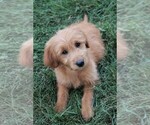 Small Photo #14 Goldendoodle (Miniature) Puppy For Sale in SYRACUSE, IN, USA