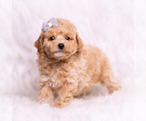 Medium Photo #4 Poodle (Toy) Puppy For Sale in WARSAW, IN, USA