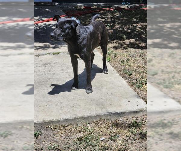Medium Photo #1 Labrador Retriever-Unknown Mix Puppy For Sale in San Antonio, TX, USA