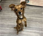 Small #4 Chihuahua