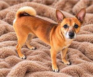 Chihuahua-Unknown Mix Dogs for adoption in Sanford, FL, USA