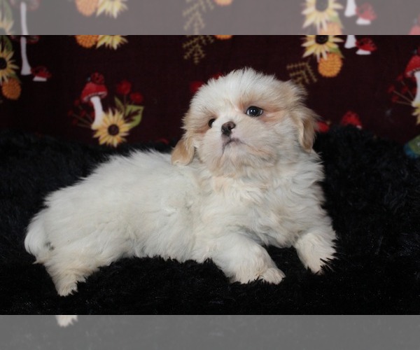 Medium Photo #1 Shih Tzu Puppy For Sale in PITTSFIELD, NH, USA