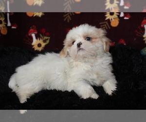 Shih Tzu Puppy for Sale in PITTSFIELD, New Hampshire USA