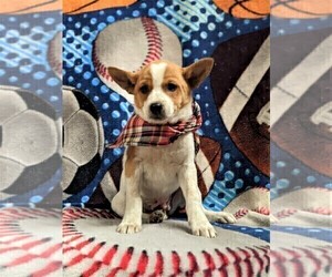 Mutt Puppy for sale in KIRKWOOD, PA, USA