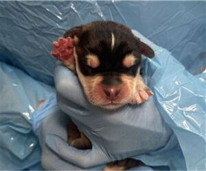 Rottweiler-Unknown Mix Dogs for adoption in San Bernardino, CA, USA