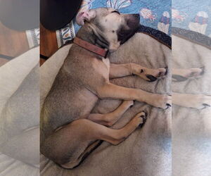 Stevie Marie - Female Mutt Dog for Adoption - Photo #4